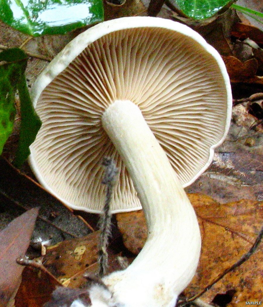 Rhodocybe fallax